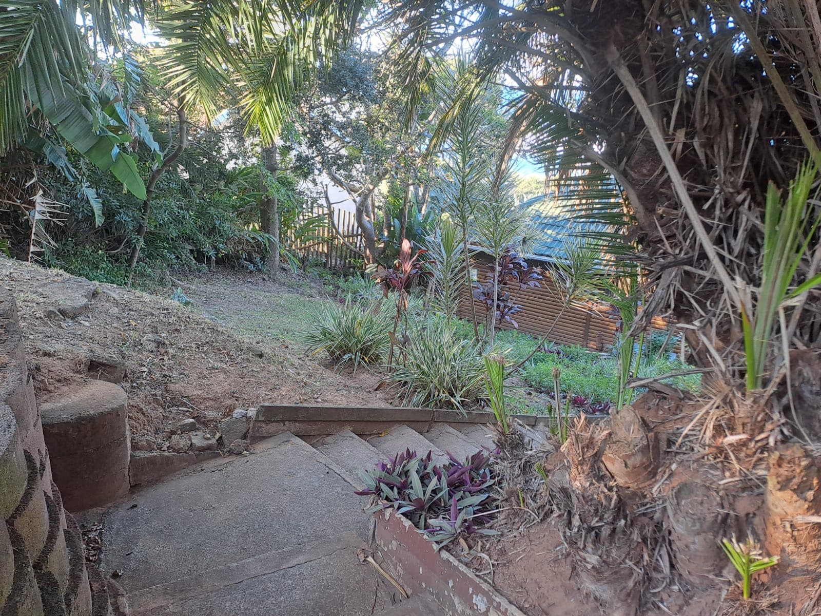 Stone steps through tropical planting