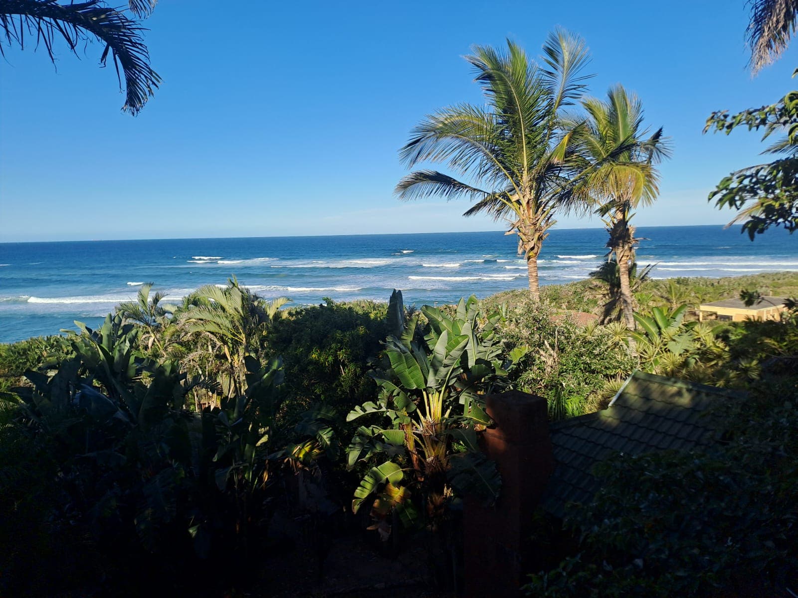 Coconut palms overlooking the Indian Ocean at Palm Beach